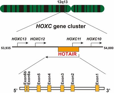 LncRNA HOTAIR: A Potential Prognostic Factor and Therapeutic Target in Human Cancers